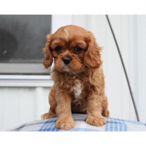 Cavalier King Charles Spaniel - 381