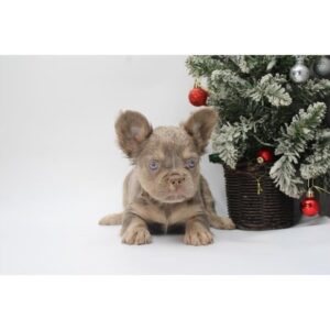 French Bulldog - 385