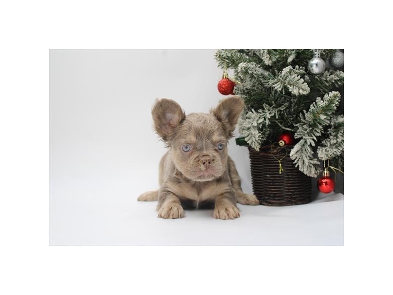 French Bulldog - 385