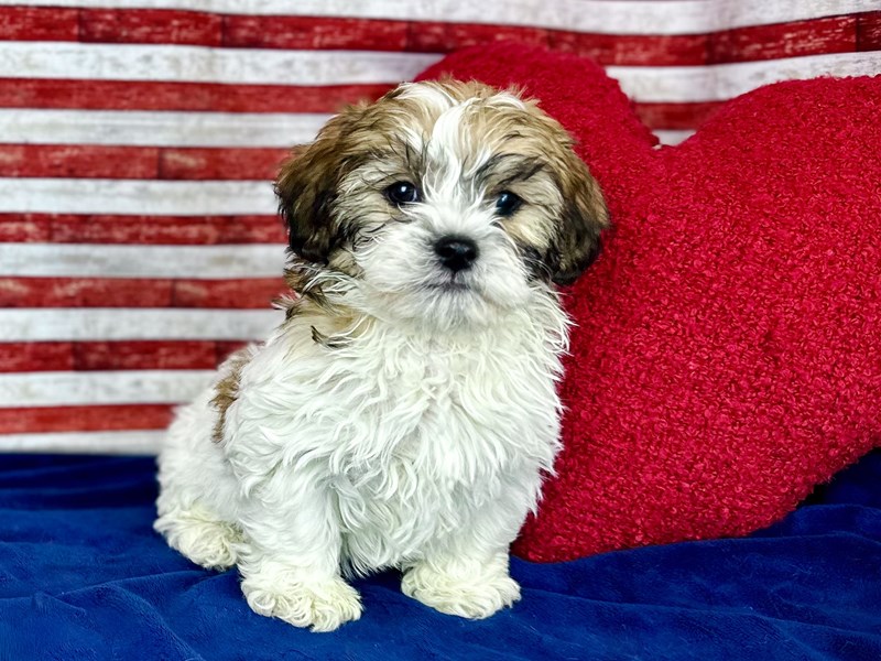 Shih-Poo - 394