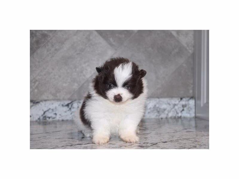 The Best Place To Buy A Puppy: Why Frontier Pets Leads The Way