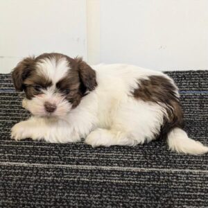Shih Tzu - 429