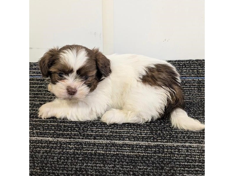 Shih Tzu - 429