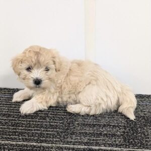 Havanese - 430