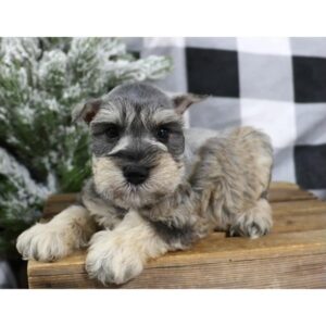 Miniature Schnauzer - 435