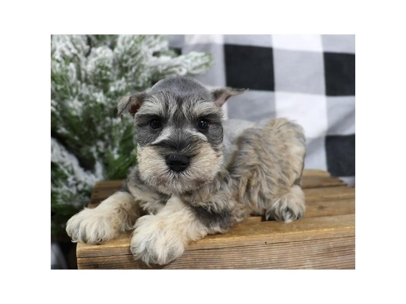 Miniature Schnauzer - 435