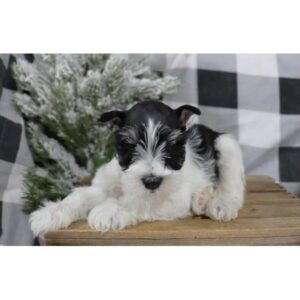 Miniature Schnauzer - 436