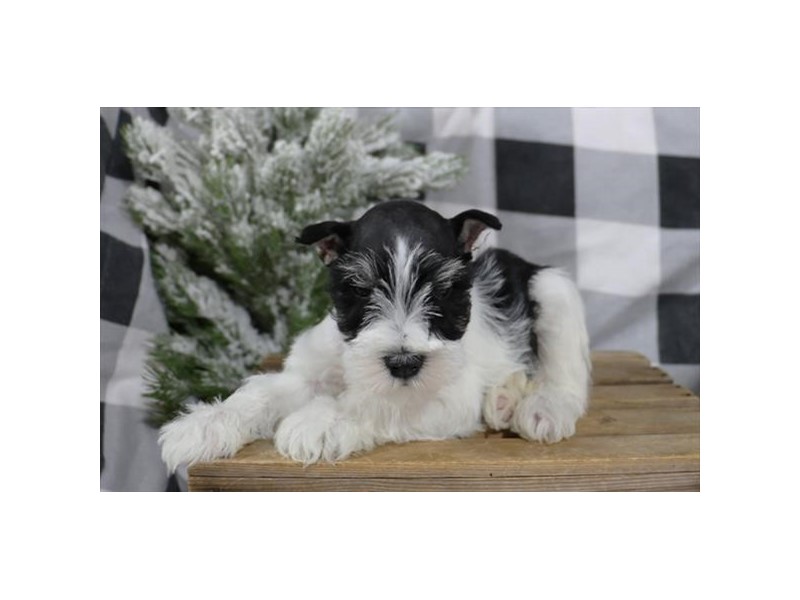 Miniature Schnauzer - 436