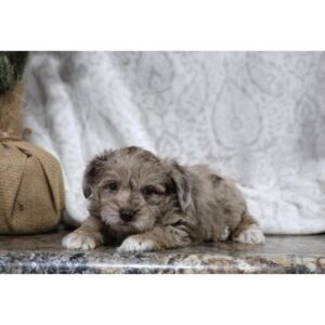Schnoodle - 440