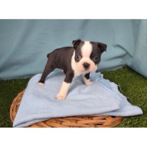 Boston Terrier - 441