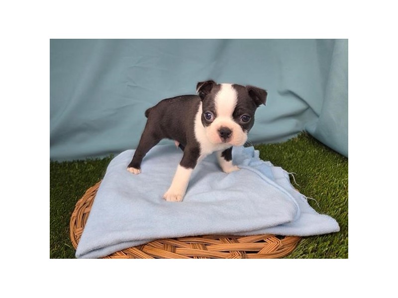 Boston Terrier - 441
