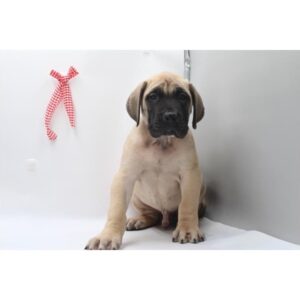 English Mastiff - 442