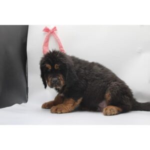 Tibetan Mastiff - 443