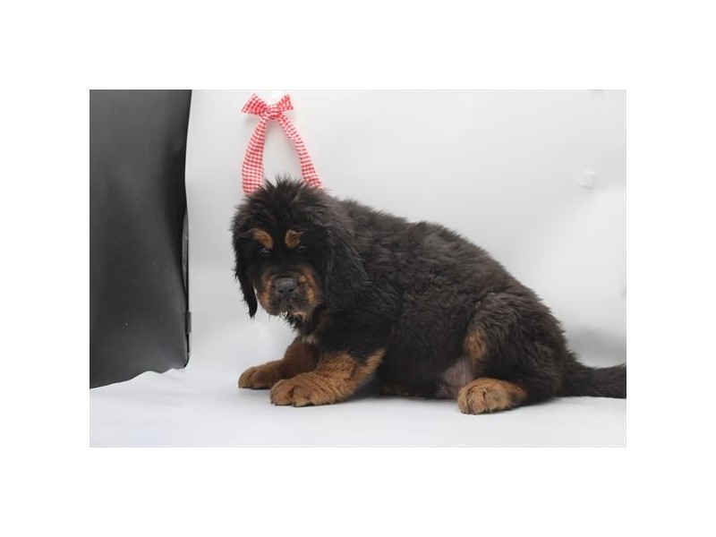 Tibetan Mastiff - 443