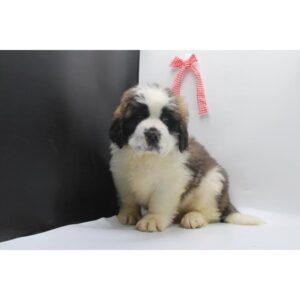 Saint Bernard - 446