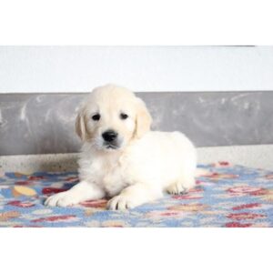 Golden Retriever - 449