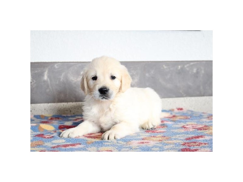 Golden Retriever - 449