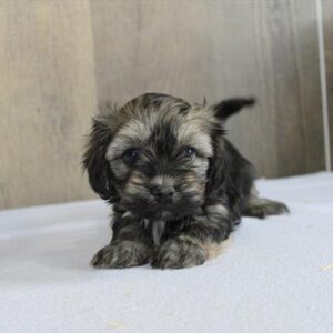 Havanese - 495