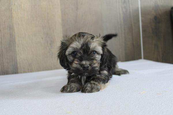 Havanese - 495