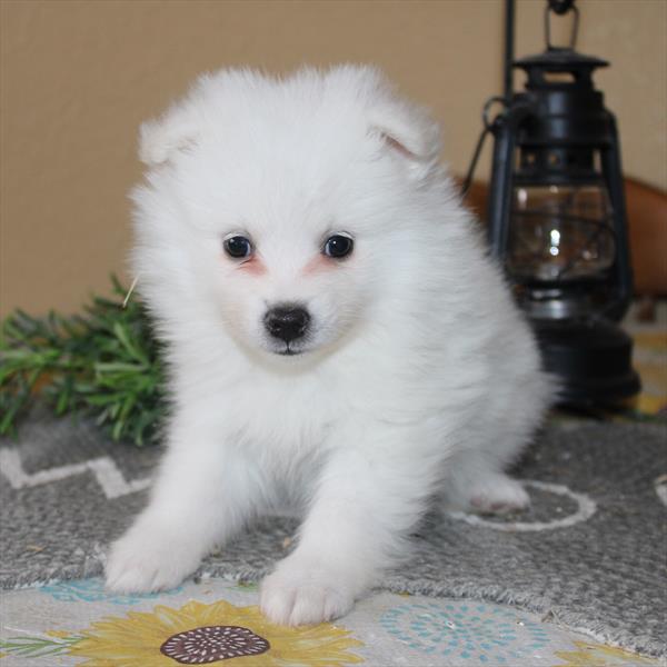 American Eskimo Dog - 488