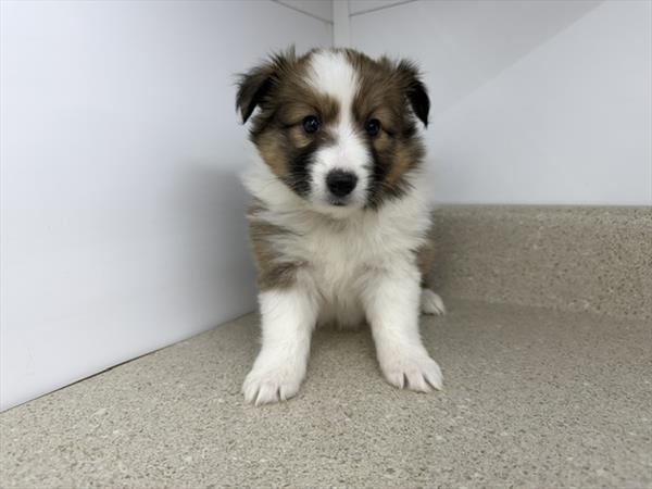 Shetland Sheepdog - 485