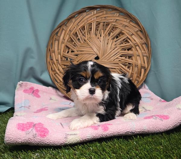 Cavalier King Charles Spaniel - 468