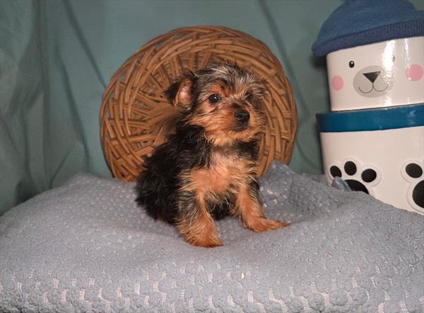 Yorkshire Terrier - 464