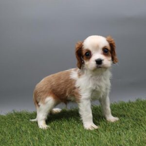 Cavalier King Charles Spaniel - 515