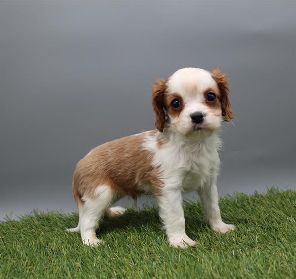 Cavalier King Charles Spaniel - 515