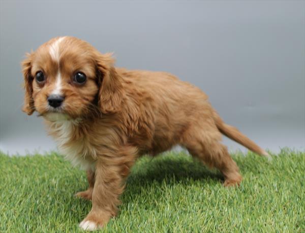Cavalier King Charles Spaniel - 492