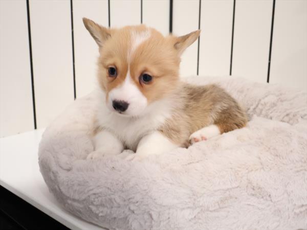 Pembroke Welsh Corgi - 524