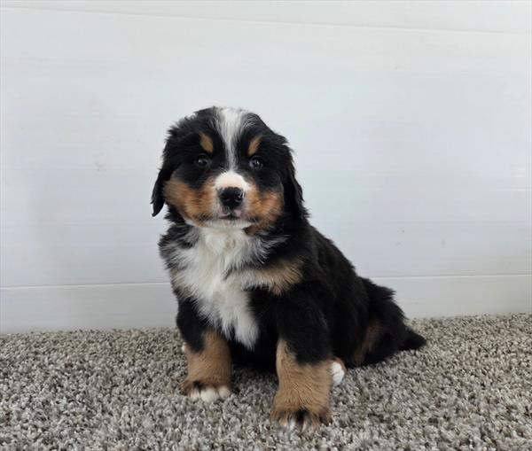 Bernese Mountain Dog - 507