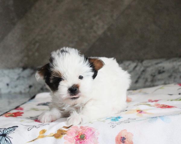 Biewer Terrier - 523