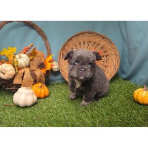 French Bulldog - 376