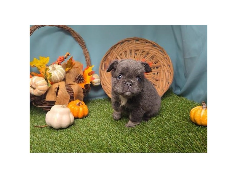 French Bulldog - 376