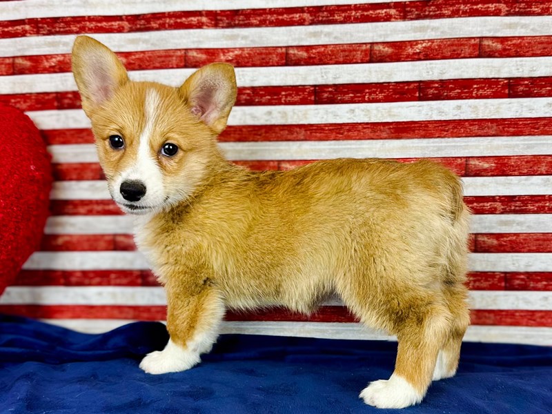 Pembroke Welsh Corgi - 338
