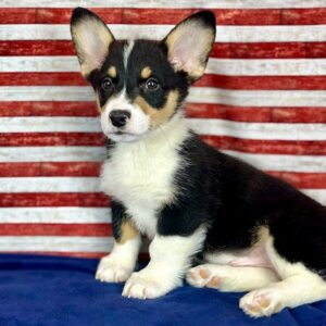 Pembroke Welsh Corgi - 339