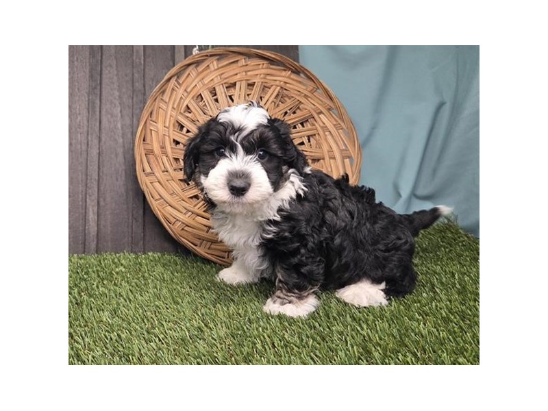 Bernedoodle Mini F1b - 439