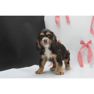 Cocker Spaniel - 448