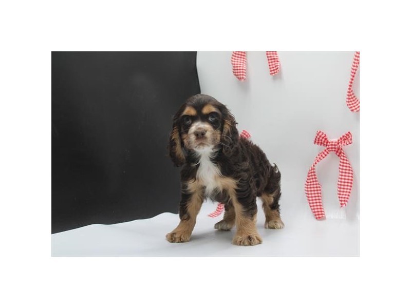 Cocker Spaniel - 448