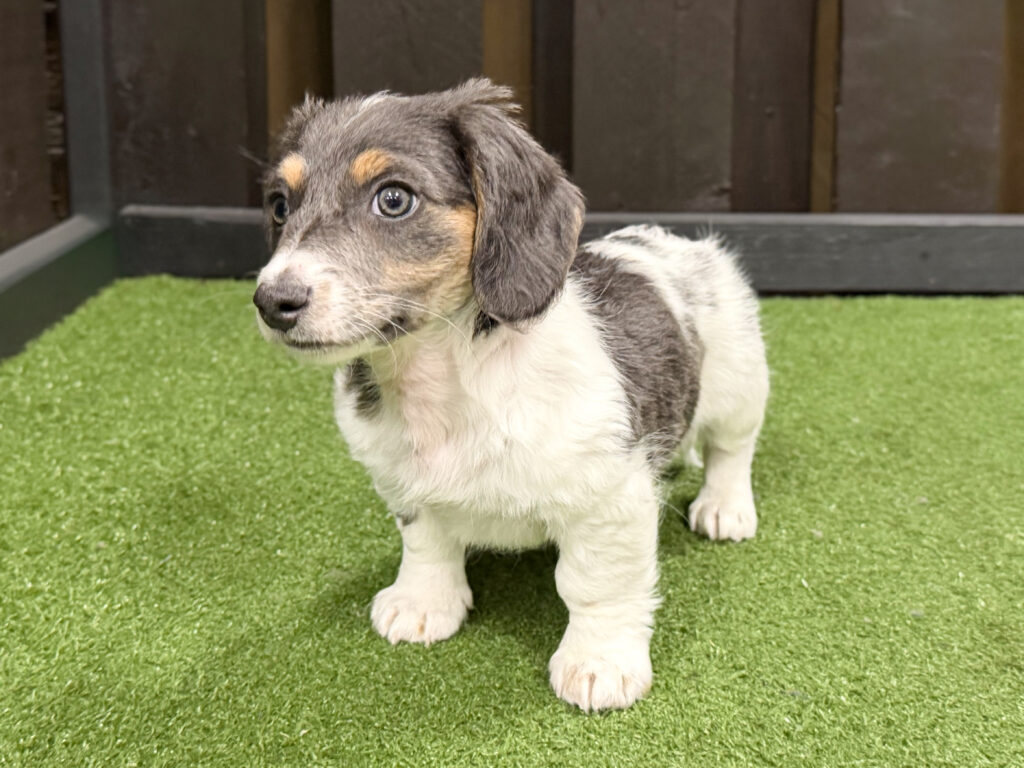 Miniature Dachshund - 527