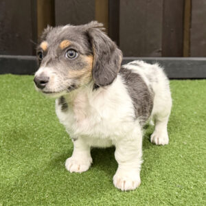Miniature Dachshund - 527