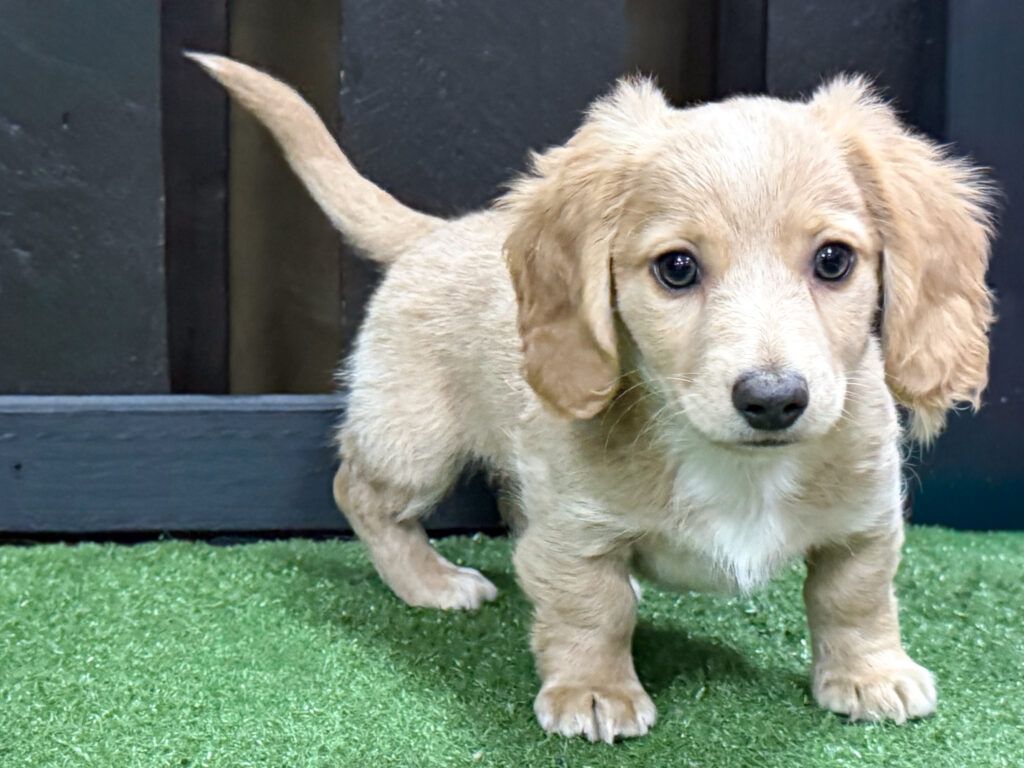 Miniature Dachshund - 526