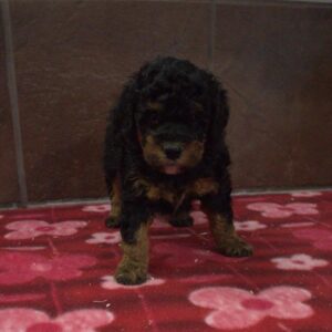 Bernedoodle Mini 2nd Gen - 540