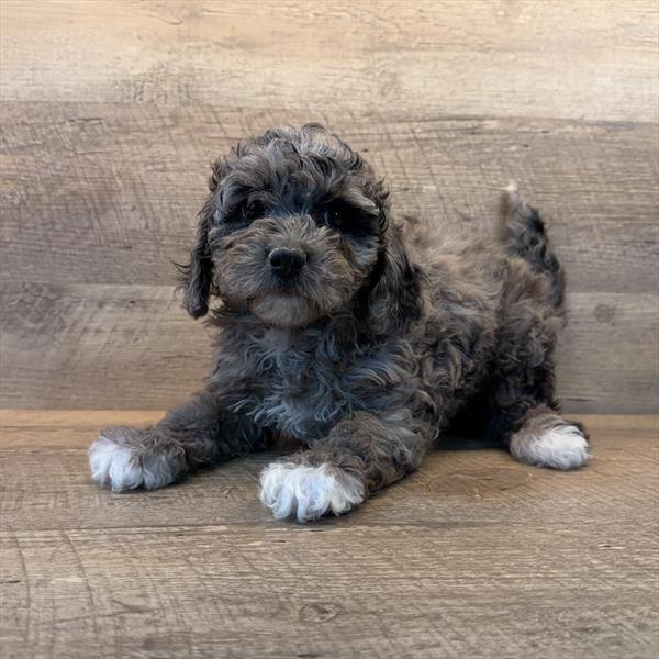 Bernedoodle Mini 2nd Gen - 537