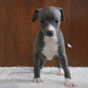Italian Greyhound - 551