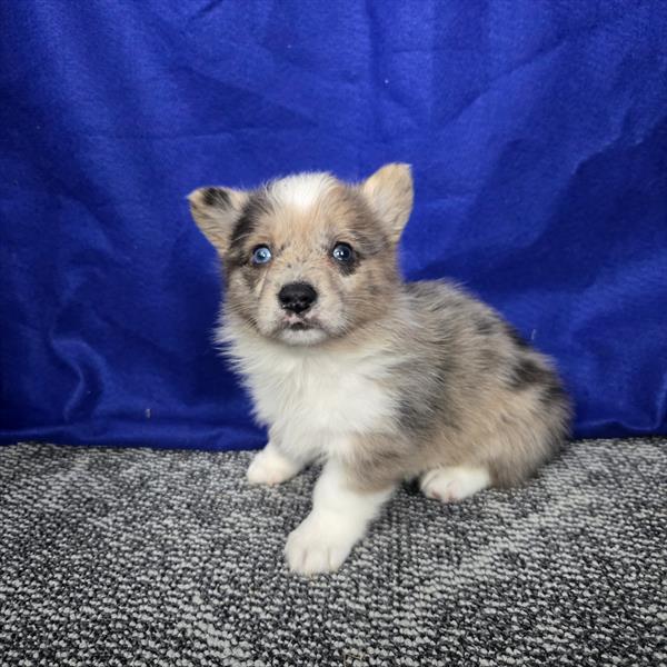 Pembroke Welsh Corgi - 548