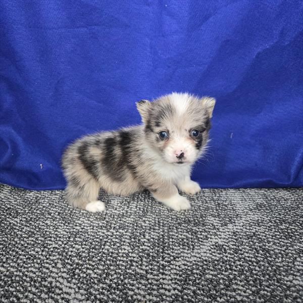 Pembroke Welsh Corgi - 549