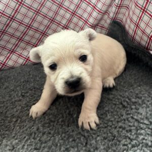 West Highland White Terrier - 599