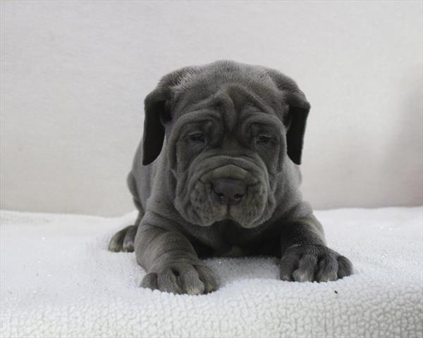 Neapolitan Mastiff - 546